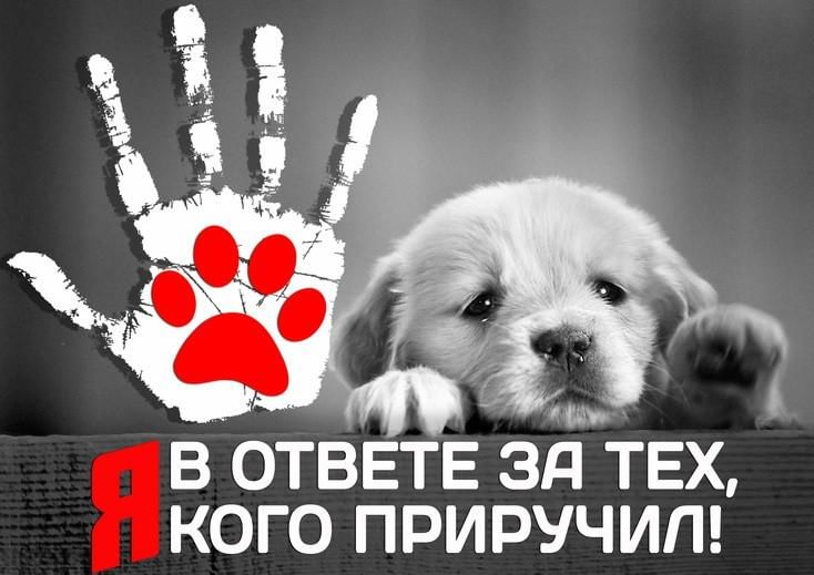 &amp;quot;Мы в ответе за тех, кого приручили&amp;quot; - зоозащитная акция «сНежный пёс».